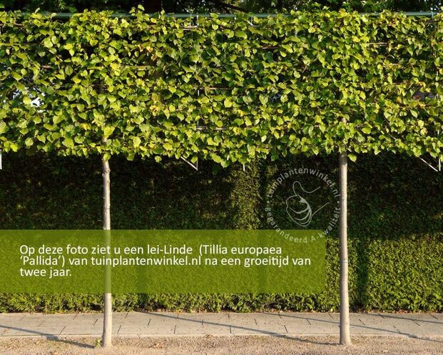 Leilinde - Rek 200x130 cm - pakket 2 stuks