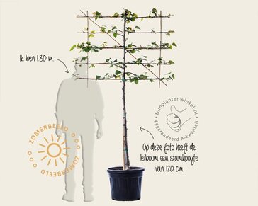 Leilinde - Rek 120x90 cm - pakket 6 stuks