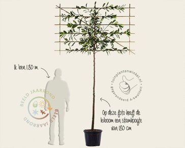 Prunus novita leiboom - Rek 180x110 cm - pakket 5 stuks