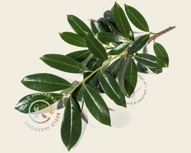 Prunus novita leiboom - Rek 180x110 cm - pakket 5 stuks