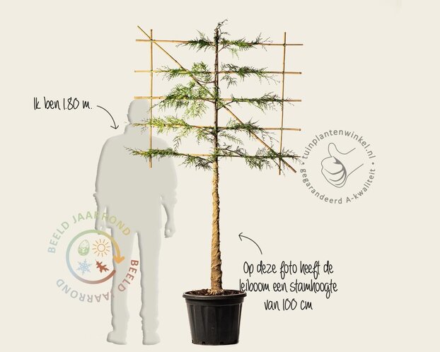 Leiconifeer 'Excelsa' - Rek 120x90 cm - pakket 6 stuks