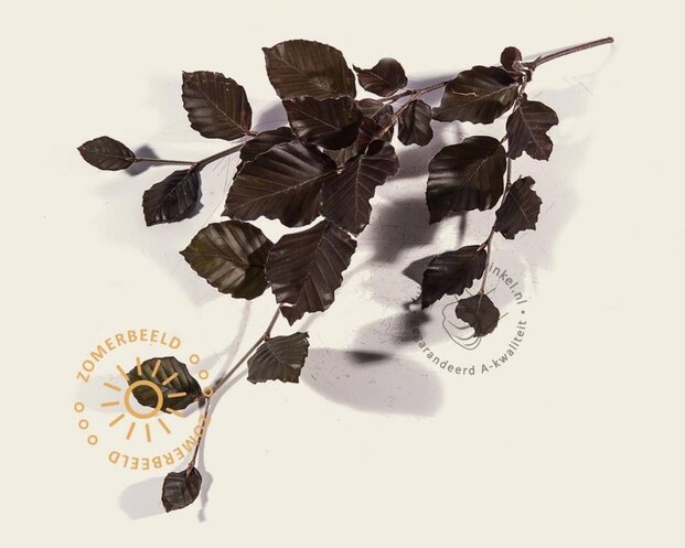 Rode leibeuk - Rek 200x130 cm - pakket 3 stuks