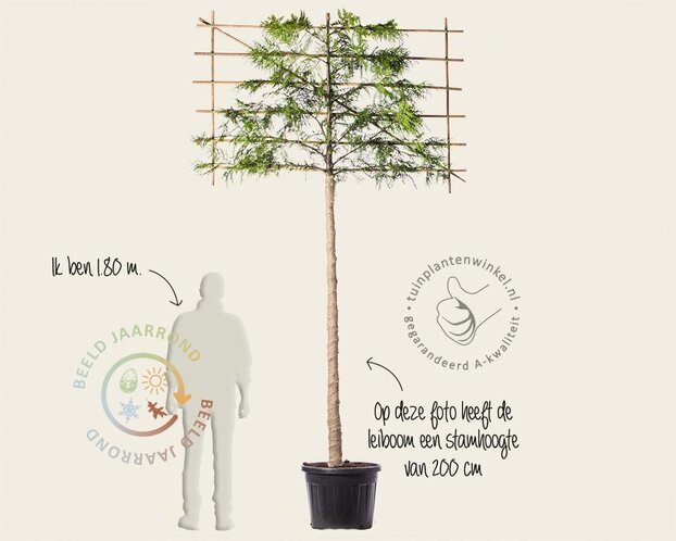 Leiconifeer 'Excelsa' - Rek 180x110 cm - pakket 5 stuks