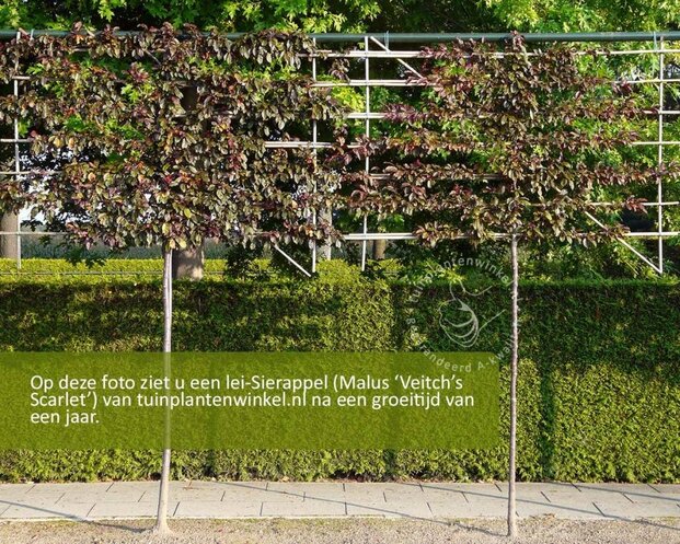 Malus red sentinel leiboom - Rek 200x130 cm - pakket 3 stuks