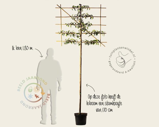 Prunus lusitanica brenelia leiboom - Rek 120x90 cm - pakket 3 stuks