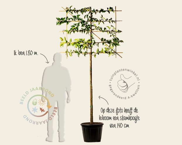 Prunus lusitanica tico leiboom - Rek 120x90 cm - pakket 4 stuks