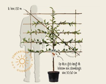 Lei appelboom - Rek 120x90 cm - pakket 3 stuks