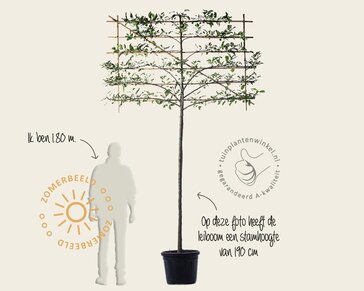 Lei appelboom - Rek 180x110 cm - pakket 6 stuks