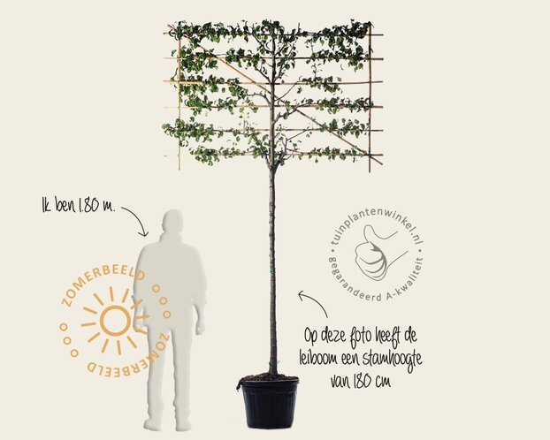 Leipeer - Rek 180x110 cm - pakket 6 stuks