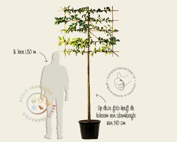 Prunus lusitanica tico leiboom - Rek 120x90 cm - pakket 5 stuks