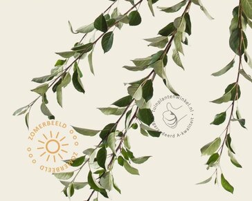 Lei appelboom - Rek 180x110 cm - pakket 4 stuks