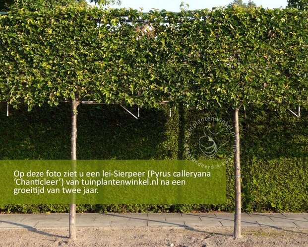 Sierpeer leiboom - Rek 200x130 cm - pakket 4 stuks