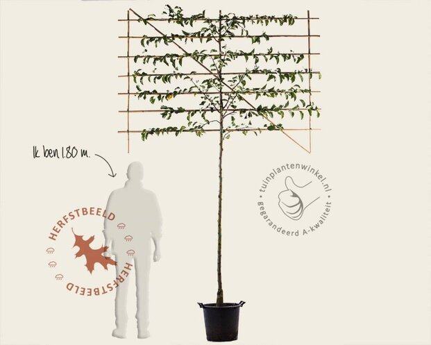 Sierpeer leiboom - Rek 200x130 cm - pakket 4 stuks