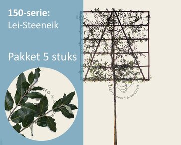Steeneik leiboom - Rek 150x150 cm - pakket 5 stuks + EXTRAS!