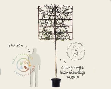 Steeneik leiboom - Rek 150x150 cm - pakket 5 stuks + EXTRAS!
