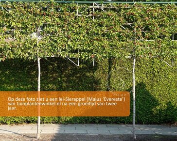 Malus evereste leiboom - Rek 180x110 cm - pakket 5 stuks