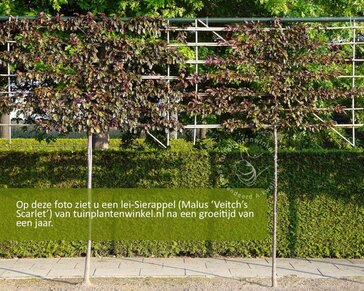 Malus 'Veitch's Scarlet' leiboom - Rek 200x130 cm - pakket 6 stuks