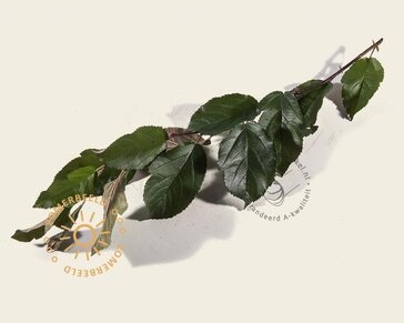 Malus 'Veitch's Scarlet' leiboom - Rek 200x130 cm - pakket 6 stuks