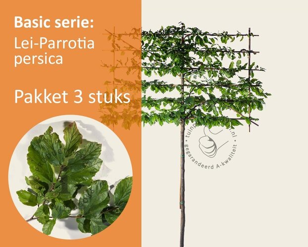 Parrotia persica leiboom - Rek 180x110 cm - pakket 3 stuks