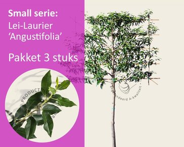 Prunus lusitanica angustifolia - Rek 120x90 cm - pakket 3 stuks