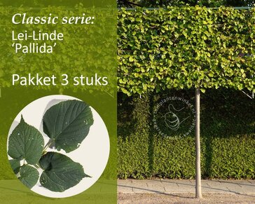 Leilinde - Rek 200x130 cm - pakket 3 stuks