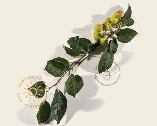 Malus evereste leiboom - Rek 120x90 cm - pakket 3 stuks