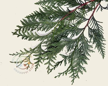 Leiconifeer 'Excelsa' - Rek 120x90 cm - pakket 5 stuks