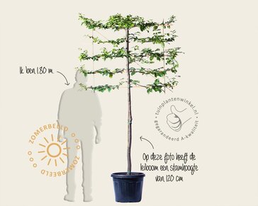 Parrotia persica leiboom - Rek 120x90 cm - pakket 5 stuks