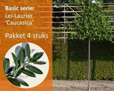 Prunus caucasica leiboom - Rek 180x110 cm - pakket 4 stuks
