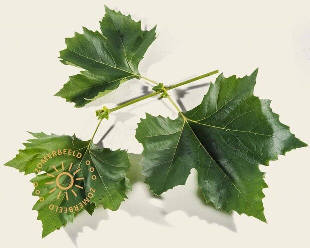 Leiplataan - Rek 180x110 cm - Pakket 6 stuks