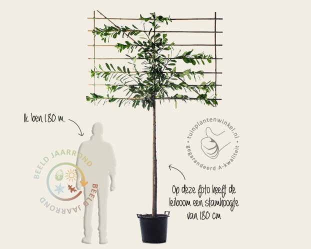 Prunus novita leiboom - Rek 200x130 cm - pakket 4 stuks