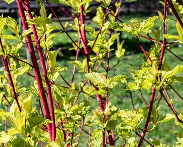 Lei-Kornoelje alba - Rek 120x90 cm - pakket 3 stuks