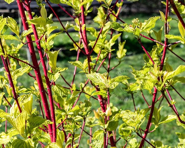 Lei-Kornoelje alba - Rek 120x90 cm - pakket 3 stuks