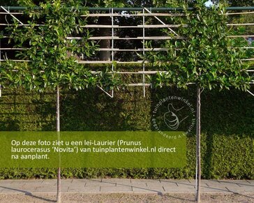 Prunus novita leiboom - Rek 200x130 cm - pakket 5 stuks