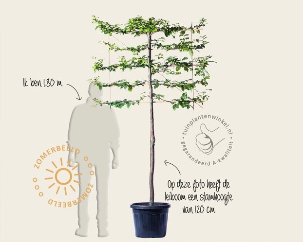 Parrotia persica leiboom - Rek 120x90 cm - pakket 6 stuks