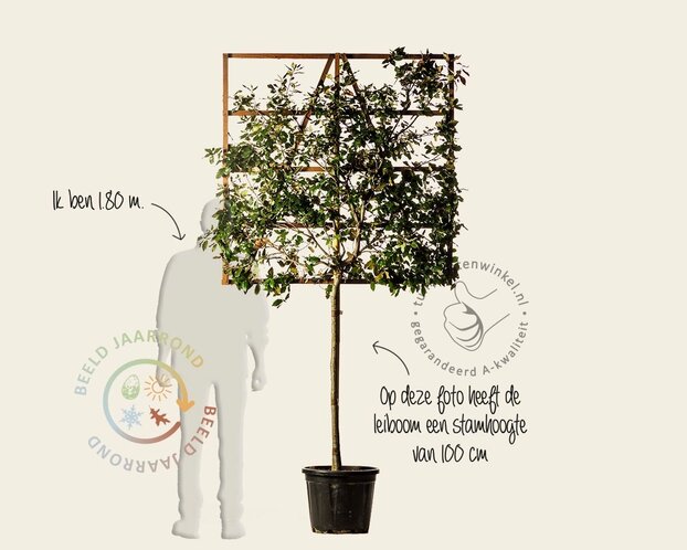 Steeneik leiboom - Rek 120x120 cm - pakket 6 stuks