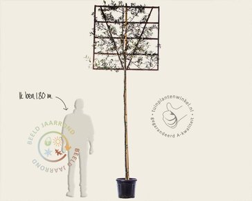 Steeneik leiboom - Rek 120x120 cm - pakket 4 stuks