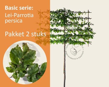 Parrotia persica leiboom - Rek 180x110 cm - pakket 2 stuks
