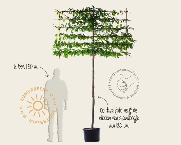 Parrotia persica leiboom - Rek 180x110 cm - pakket 2 stuks