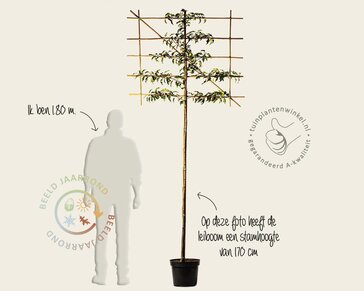 Prunus lusitanica brenelia leiboom - Rek 120x90 cm - pakket 5 stuks