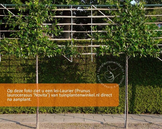 Prunus novita leiboom - Rek 180x110 cm - pakket 6 stuks