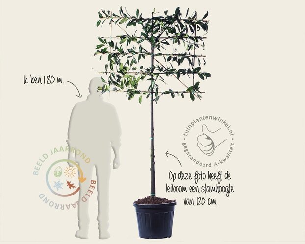 Prunus novita leiboom - Rek 120x90 cm - pakket 5 stuks