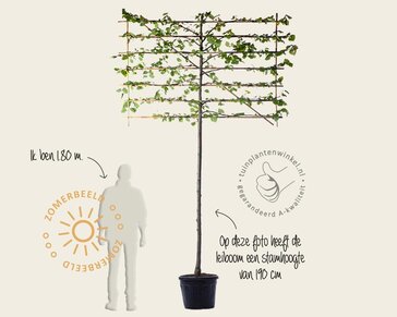 Leilinde - Rek 200x130 cm - pakket 6 stuks