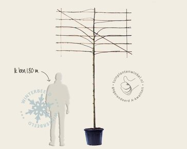 Leiplataan - Rek 180x110 cm - Pakket 4 stuks