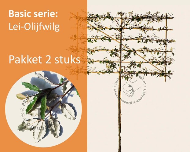 Olijfwilg leiboom - Rek 180x110 cm - pakket 2 stuks