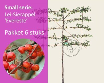 Malus evereste leiboom - Rek 120x90 cm - pakket 6 stuks
