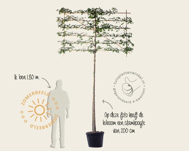 Lei-Veldesdoorn - Rek 180x110 cm - pakket 4 stuks