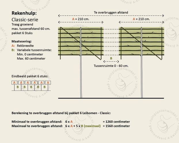 Prunus lusitanica brenelia leiboom - Rek 200x130 cm - pakket 6 stuks