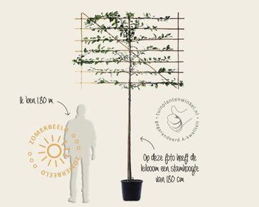 Malus red sentinel leiboom - Rek 200x130 cm - pakket 4 stuks