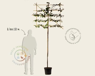 Olijfwilg leiboom - Rek 120x90 cm - pakket 3 stuks